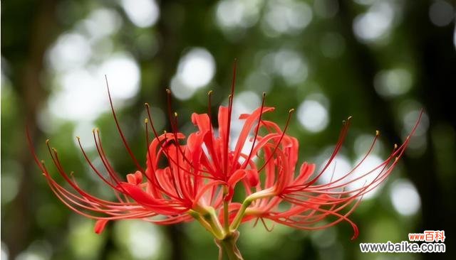 花朵传递重逢的情感 重逢之花