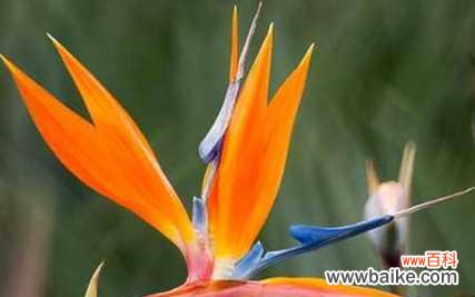 探寻花朵之语 自由之花语——探索自由的花朵世界