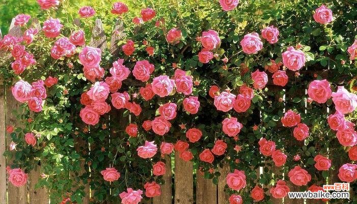 探寻花朵之语 自由之花语——探索自由的花朵世界