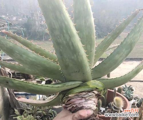 探索自然界中的神奇治愈植物 芦荟之美