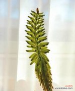 探索芦荟花所传达的深层寓意与情感 芦荟花语的意义及传承