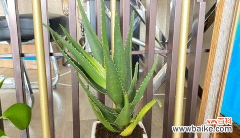 探索芦荟花所传达的深层寓意与情感 芦荟花语的意义及传承