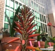 芦荟花花语的意义与解读 芦荟花的花语——传递生机与坚韧