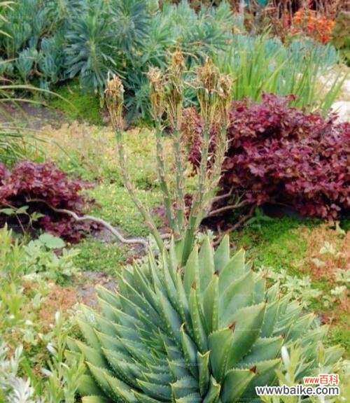 芦荟花花语的意义与解读 芦荟花的花语——传递生机与坚韧