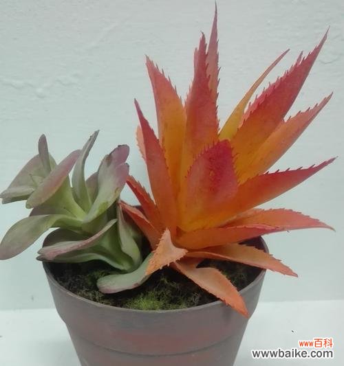 探秘芦荟多肉植物的花语 芦荟多肉植物的花语与寓意