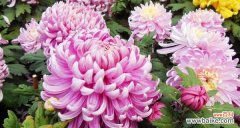 揭示菊花的深层寓意与美学价值 菊花的象征意义与文化传承