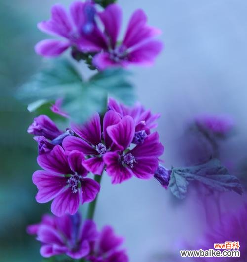 探寻锦葵花的五彩生命之谜 锦葵花的寓意与象征意义