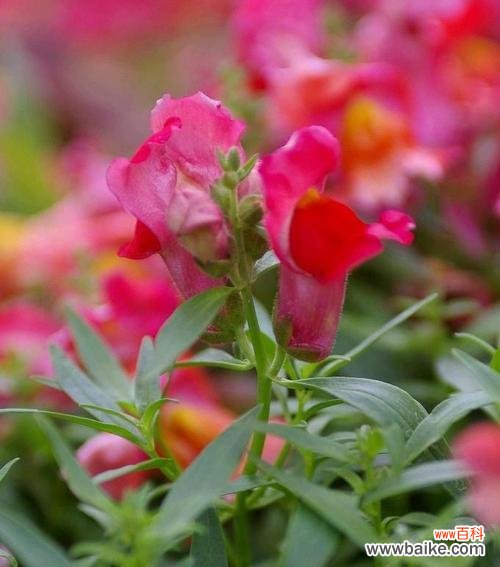 传递幸福与繁盛的金鱼草 金鱼草花语与寓意