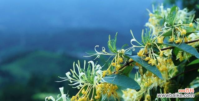 醉心花海 金银花的花语与美丽传说
