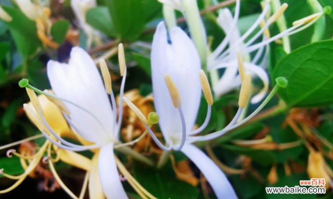 醉心花海 金银花的花语与美丽传说