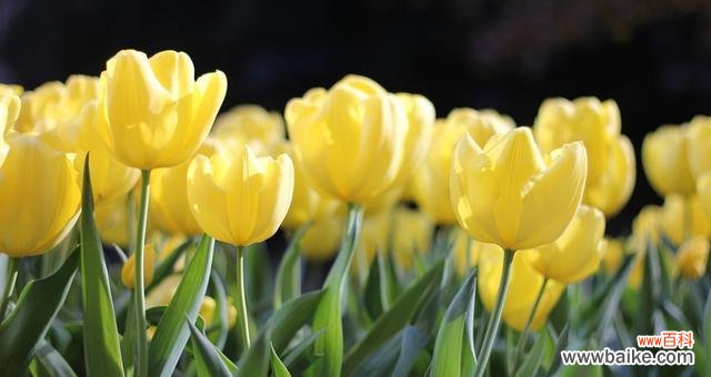 探索郁金香的独特花语和深刻寓意 郁金香之美