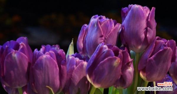美丽而多样的郁金香世界 郁金香花语与寓意