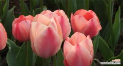 美丽而多样的郁金香世界 郁金香花语与寓意