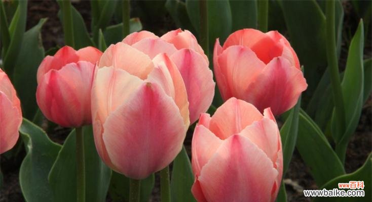 美丽而多样的郁金香世界 郁金香花语与寓意