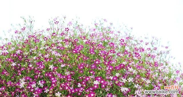 探索自然中的爱情寓意 植物与爱情的细腻之美