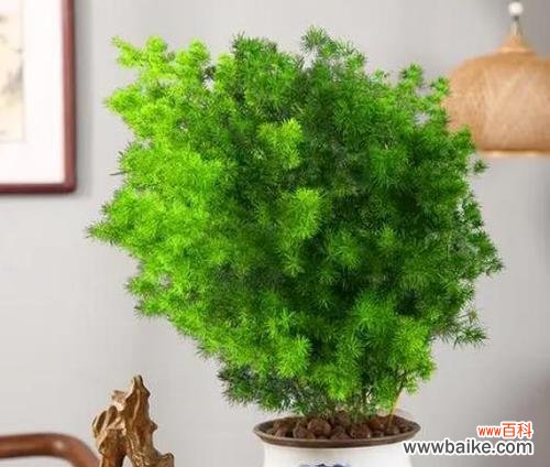 迎接好运的花草 寓意吉祥的植物,给你带来幸福与好运