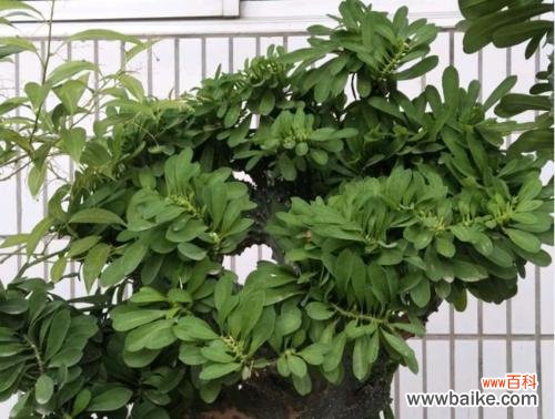 迎接好运的花草 寓意吉祥的植物,给你带来幸福与好运