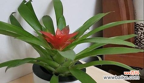 迎接好运的花草 寓意吉祥的植物,给你带来幸福与好运