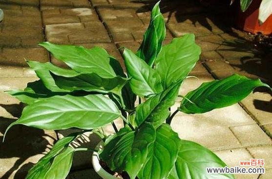 寓意与财运显著的绿色宝库 招财植物的奇妙力量