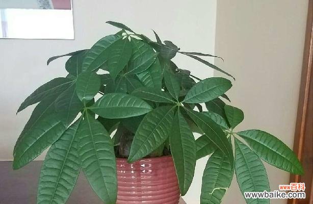 寓意与财运显著的绿色宝库 招财植物的奇妙力量