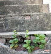 探寻植物世界中的力量与坚韧 坚强生命