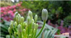 探索自然之美 美丽花草的寓意与心灵启迪