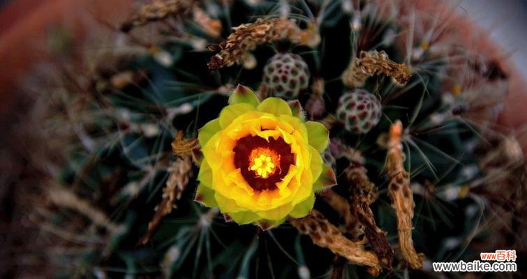 揭示仙人球背后的奥秘 仙人球的象征意义和魅力