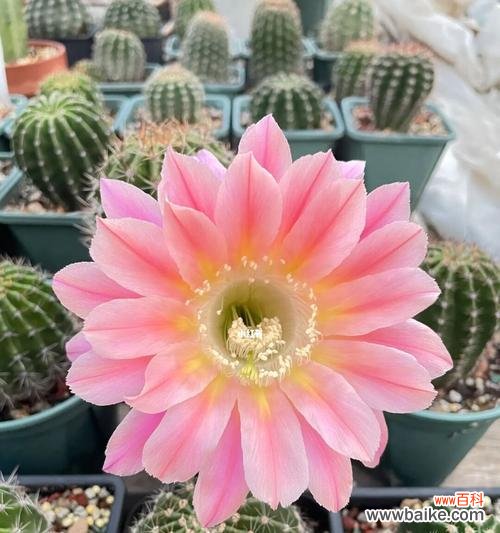 揭示仙人球背后的奥秘 仙人球的象征意义和魅力