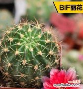 揭示仙人球背后的奥秘 仙人球的象征意义和魅力