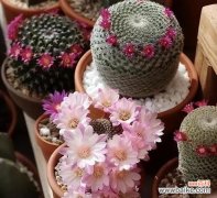 揭开仙人球之谜 仙人球