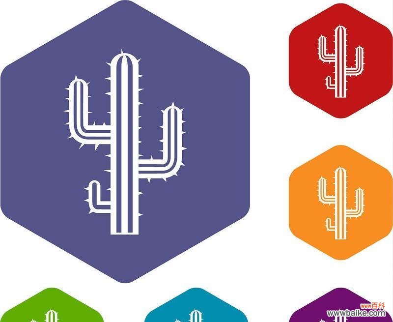 探索仙人掌之名的起源和意义 仙人掌的拉丁文意思与特点