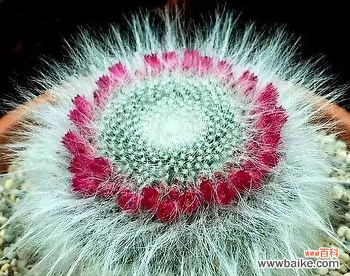 探索仙人掌之名的起源和意义 仙人掌的拉丁文意思与特点