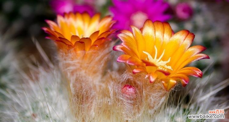 探索仙人掌之名的起源和意义 仙人掌的拉丁文意思与特点