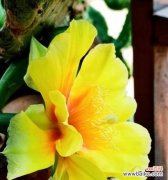 解开仙人掌花开的奥秘 仙人掌的奇妙开花之谜