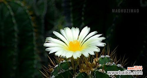 解开仙人掌花开的奥秘 仙人掌的奇妙开花之谜