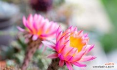 探索仙人掌世界 仙人掌类花品种的意义与特点