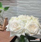 以荔枝玫瑰为主题 荔枝玫瑰的花语——爱情永恒之美