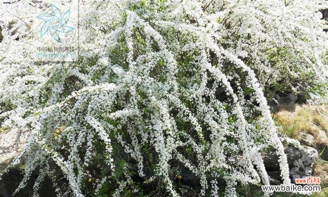 花开如锦 李叶绣线菊的花语之美