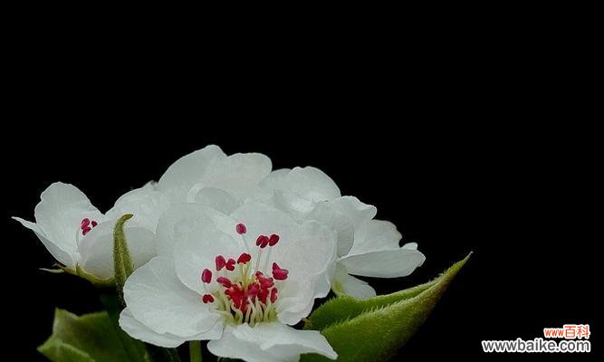 探索梨花的深层含义 梨花的花语