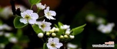 探索梨花的深层含义 梨花的花语