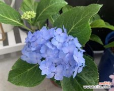 以蓝色月季为主题的花朵的意义与象征 蓝色月季的花语与寓意