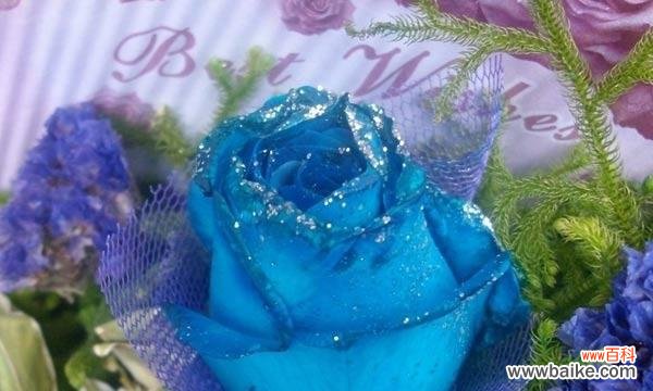 揭开蓝色妖姬玫瑰的神秘面纱 蓝色妖姬玫瑰的花语探秘