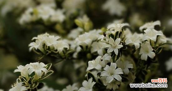 花开如雪 六月雪的花语