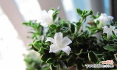 花开如雪 六月雪的花语