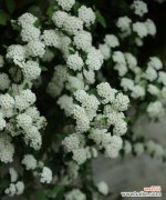 菱叶绣线菊的花语及传说 菱叶绣线菊花语