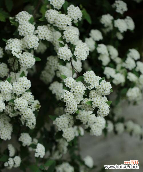 菱叶绣线菊的花语及传说 菱叶绣线菊花语