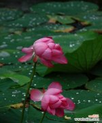 深入解读莲花的文化内涵与象征意义 莲花的象征意义——纯洁与美丽的化身