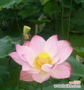 探索莲花的深刻花语与美丽魅力 莲花之美