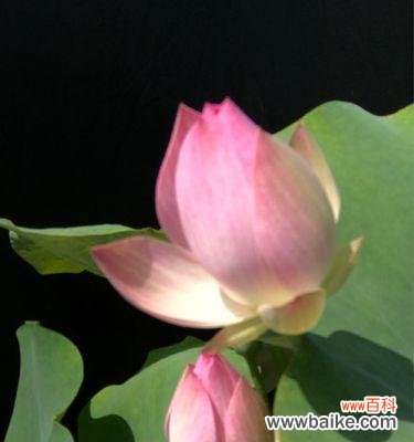 探索莲花的深刻花语与美丽魅力 莲花之美