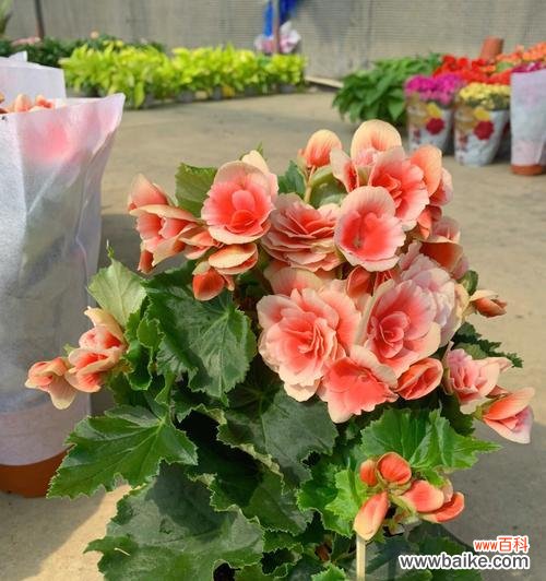 揭开丽格海棠花语的秘密 丽格海棠的花语和寓意